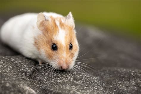 Hamster Photos, Download The BEST Free Hamster Stock。